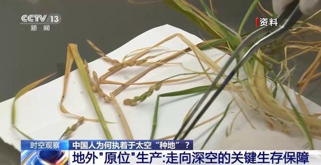 中国人太空种地不断有新进展 首次连续两代水稻培养成功