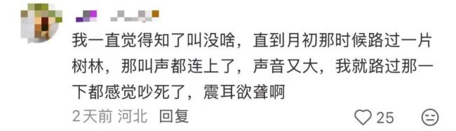 多人因蝉鸣听力受损 高温加剧蝉鸣影响