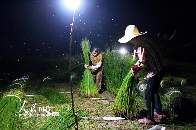 江西金溪：灯芯草特色产业赋能乡村振兴