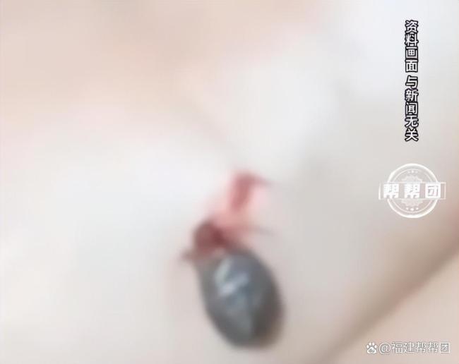 上海维也纳酒店有床虱将被立案处罚