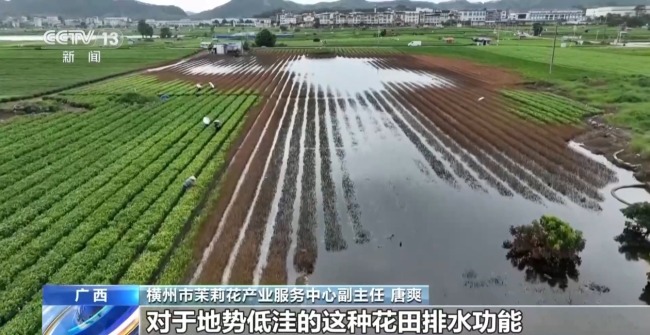 多方合力 广西横州茉莉花产业链灾后突围