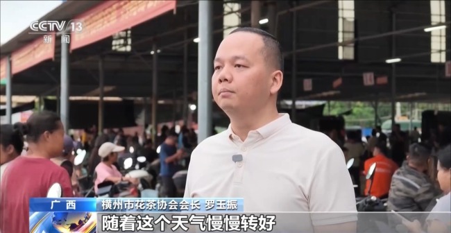 多方合力 广西横州茉莉花产业链灾后突围