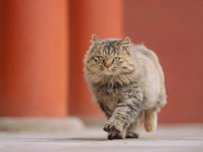 原来中国文人早就被猫“拿捏”了 千年不变的猫奴情结