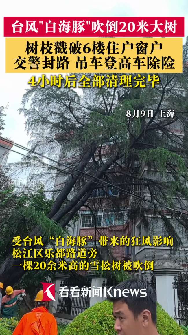 台风白海豚吹倒20米大树 戳破6楼窗户