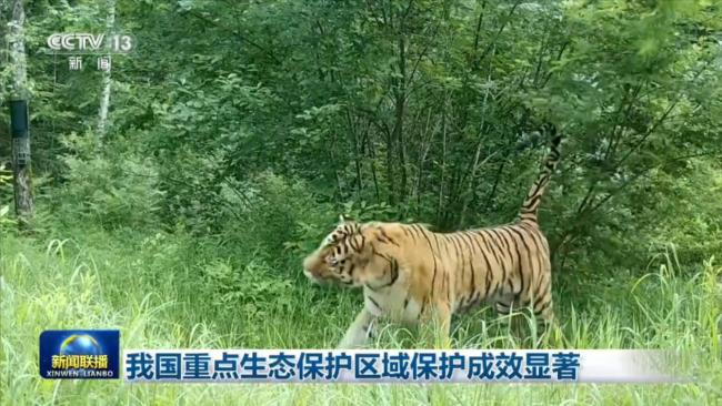 我国重点生态保护区域保护成效显著