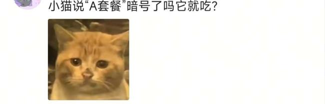 12秒猫咪干饭视频百万播放 暖心举动获赞无数