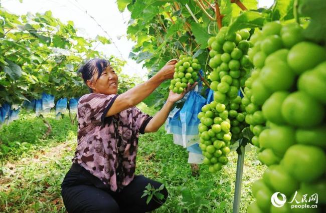 河南社旗：葡萄丰收果农乐