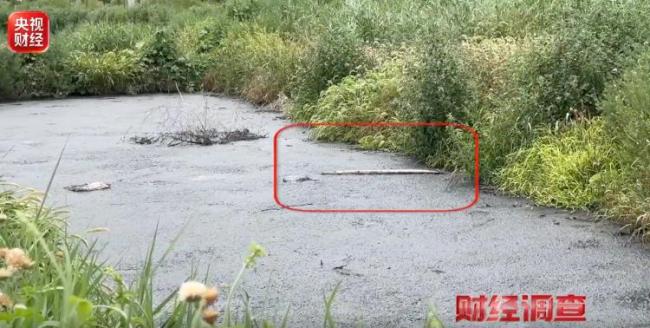 央视曝光乡村排污乱象 农田变荒地恶臭弥漫