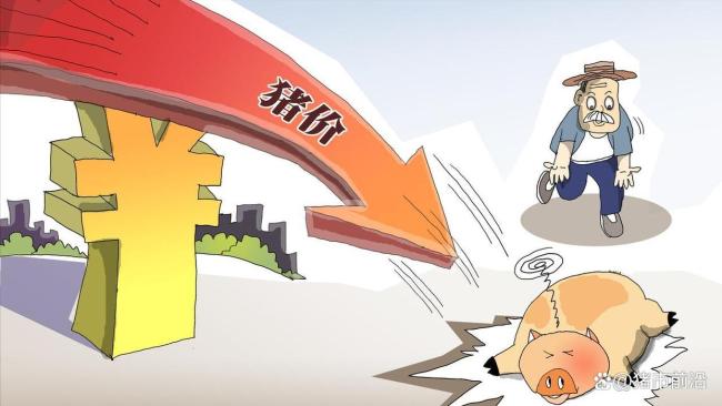2026年8月11日猪价反弹终结