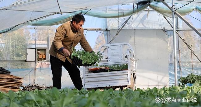 寿光大棚被推平！种菜暴利时代彻底结束了吗？菜农如今靠啥养家？