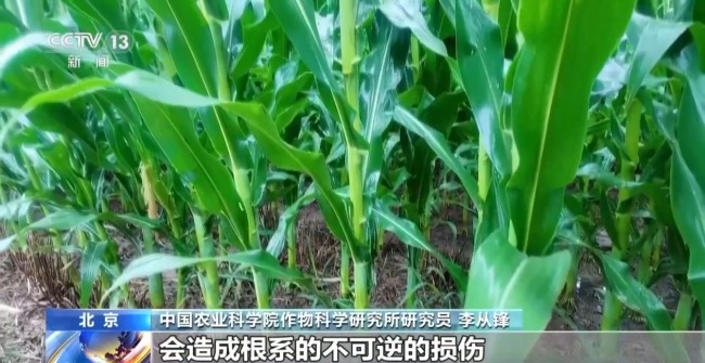 河南部分地区旱涝急转 农作物如何科学管护？