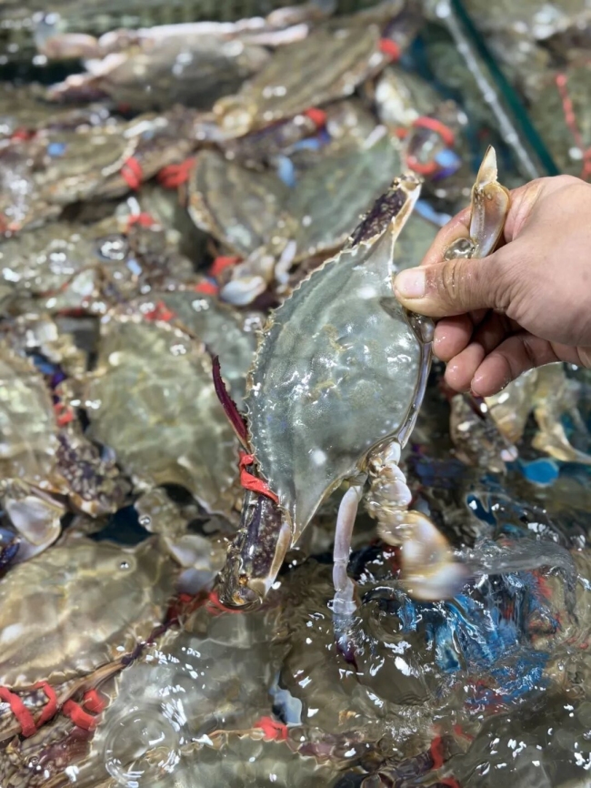 海鲜价格有望回落30% 南方梭子蟹大量入市