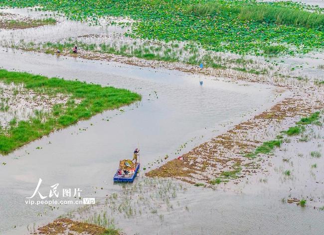 江苏泗洪：栽插蒲草 恢复湿地生态