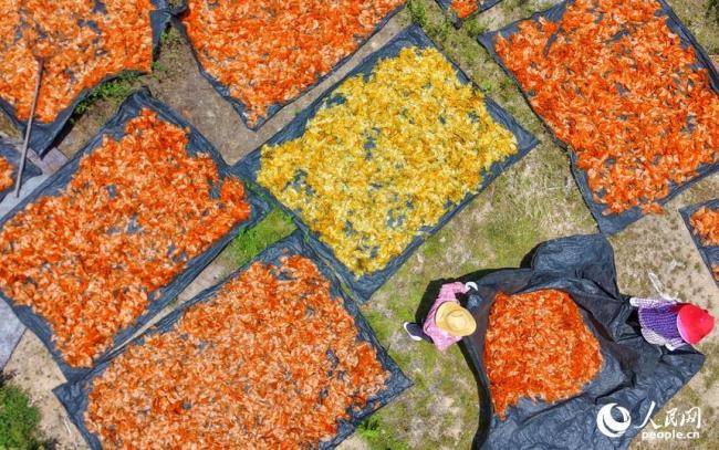 江西会昌：乡村晒秋 别样“丰”景