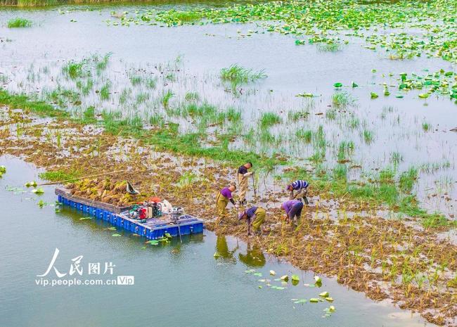 江苏泗洪：栽插蒲草 恢复湿地生态