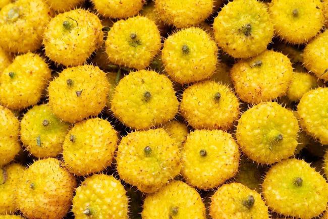 它是水果界的“维C天花板”含量是橙子的78倍：刺梨营养丰富多样