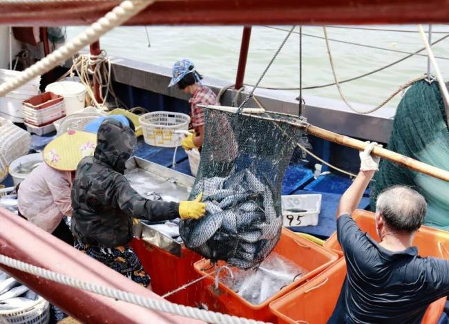 开渔后的第一波生猛海鲜已到广州 阳江鱼王3.8万元拍出