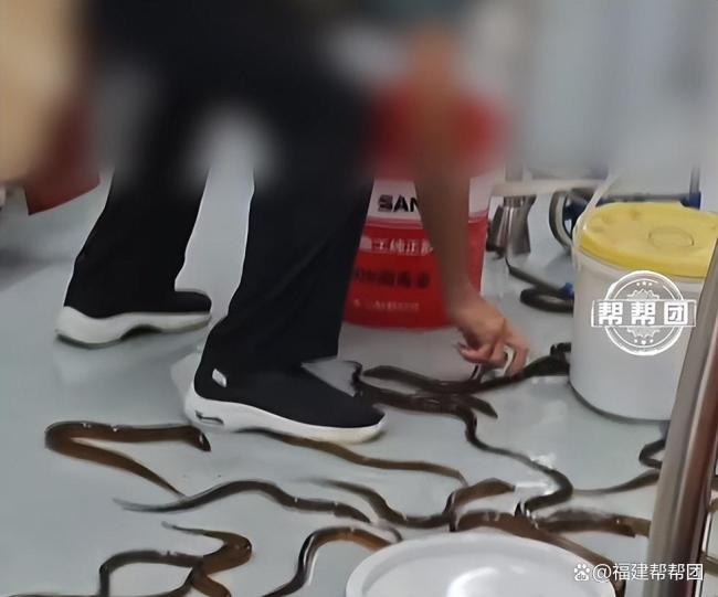 南京地铁几十条黄鳝出逃爬满车厢