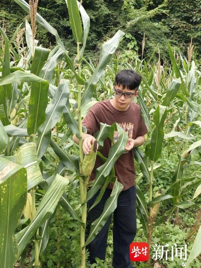 华为天才少年离职卖玉米?回归学术初心追求成长
