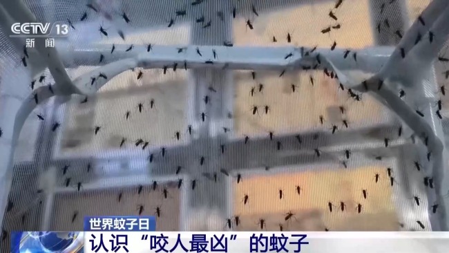 “咬人最凶”的蚊子 认识白纹伊蚊_新闻频道_中华网