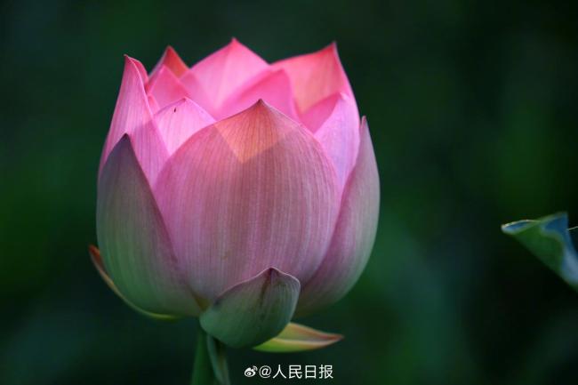 三伏天就快下线了 荷花盛开美如画