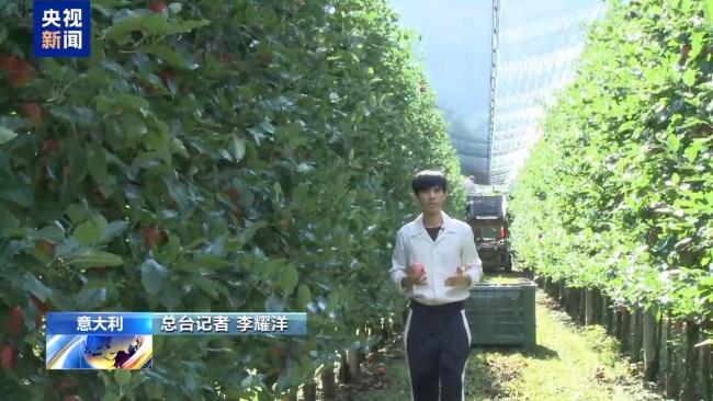 意大利农业面临气候挑战 苹果采收提前