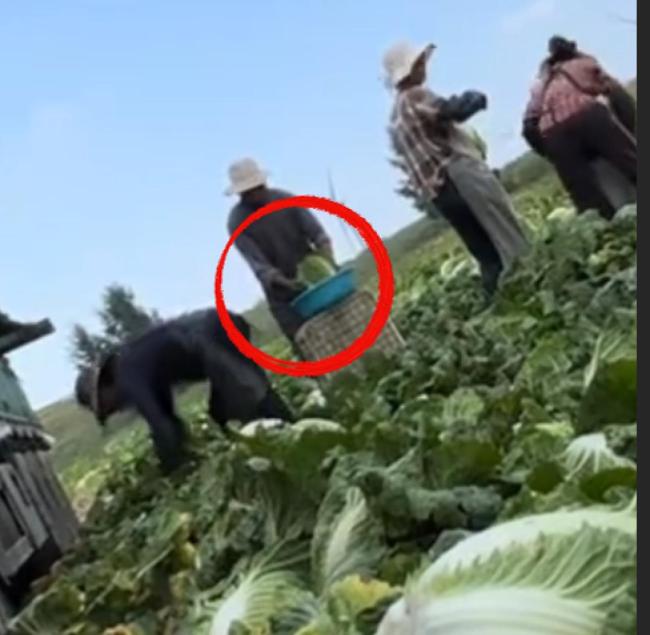 甲醛白菜影响 蔬菜合作社发货量暴跌 订单取消超市下架