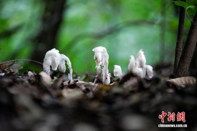 深山发现110余株水晶兰 幽光迷人“冥界之花”再现_中华网