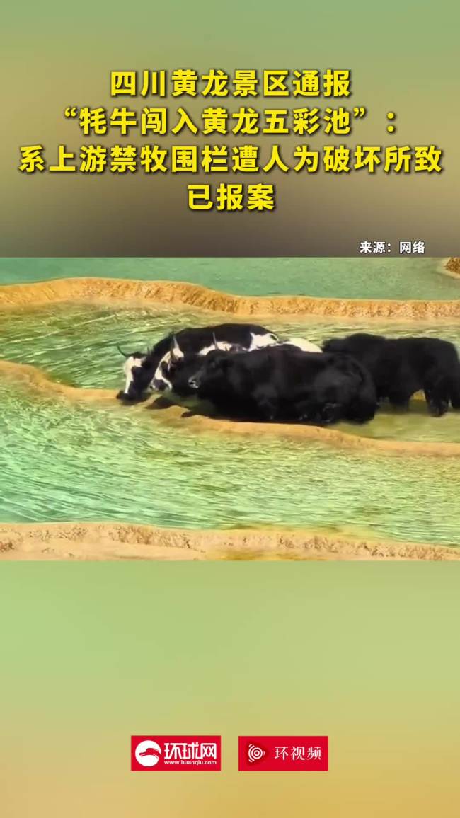 牦牛闯入黄龙五彩池 景区通报