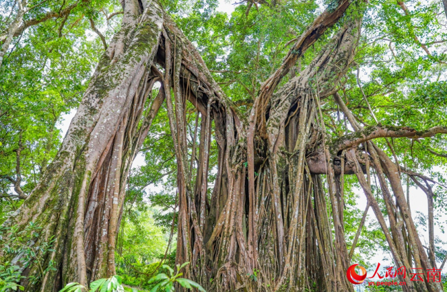 云南700余年榕树独树成林