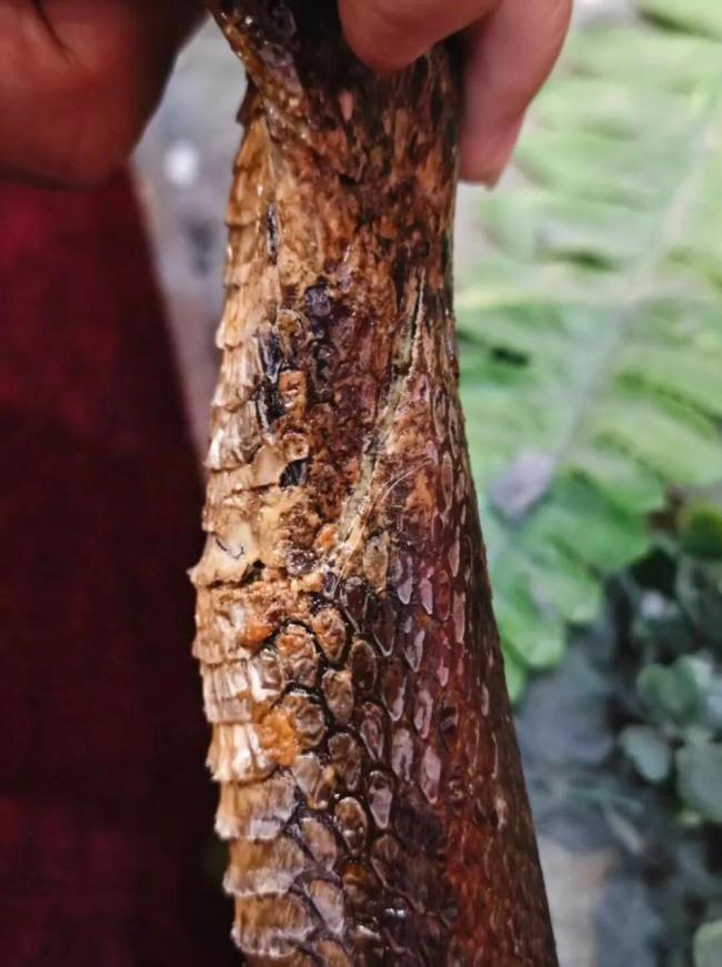 孩子玩闹损坏博物馆蛇类标本 家长行为引争议