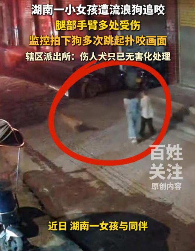 女孩被流浪狗跳起追咬多处受伤 路人冷漠旁观引发热议