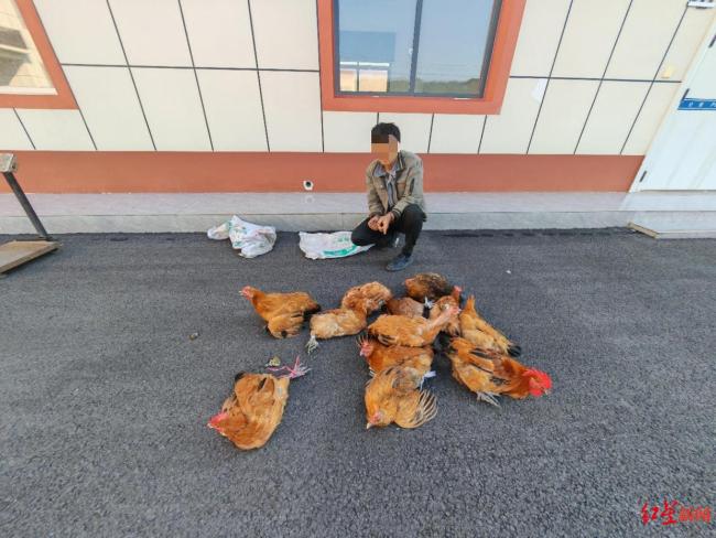 偷鸡贼指认现场时被八旬老人规劝