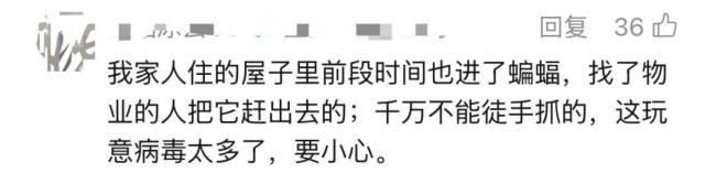 蝙蝠进家千万别用手抓 居民遇袭增多