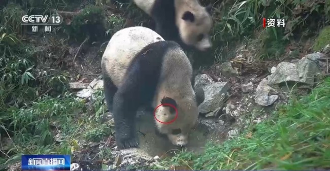 罕见！野生大熊猫同点位高频活动