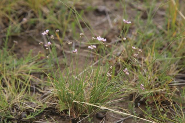内蒙古贺兰山发现6个新物种 生物多样性显著提升
