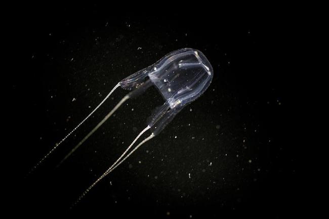 剧毒红斑斗蟹少量即可致命 警惕海洋“有毒”生物