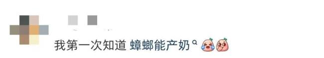 让广东人闻风丧胆的蟑螂奶来了 营养惊人引发热议