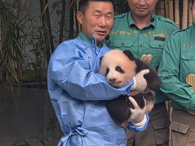 在韩出生的第四只大熊猫宝宝今天一百天啦