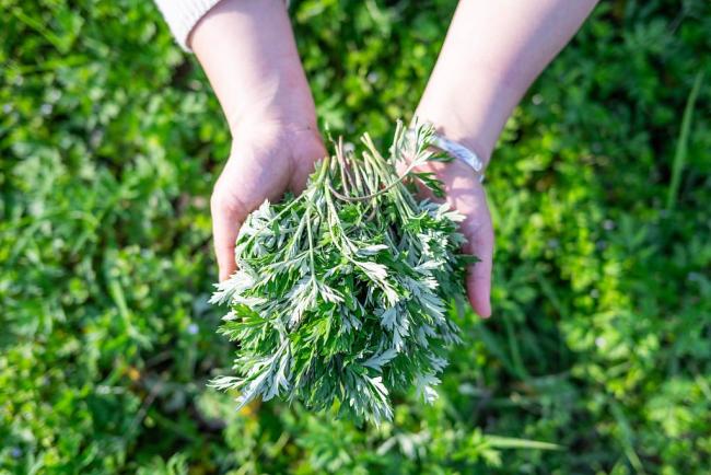 花粉浓度下降≠过敏警报解除 如何科学认知与防治