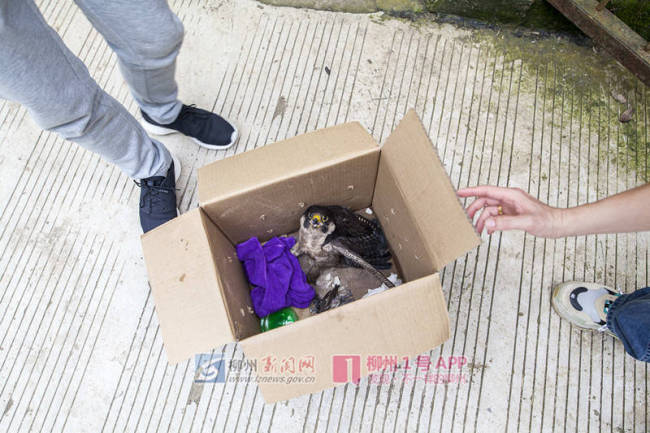 女子捡到受伤游隼送医 一路唠嗑安抚 专业救助显温情