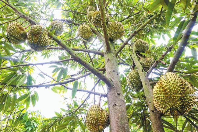 西双版纳本土种植榴莲开采