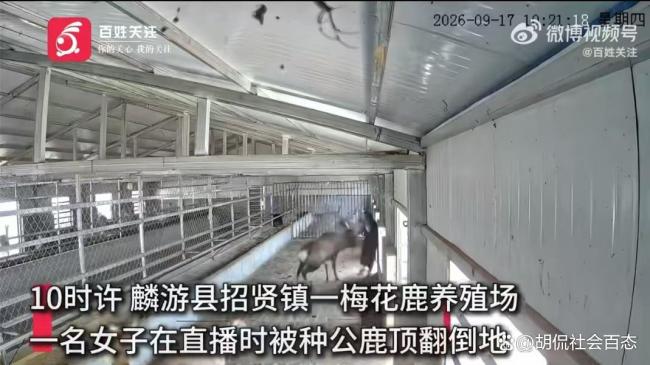 女子直播遭发情公鹿偷袭 温顺表象下的惊险一幕