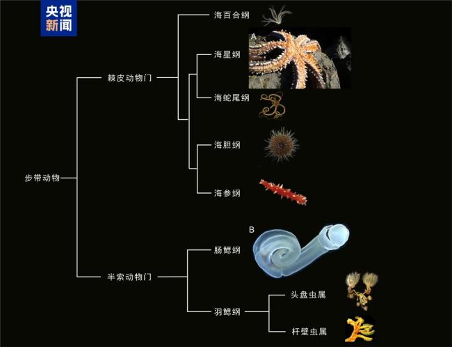 我国科研团队发现5.18亿年前“玉净虫” 