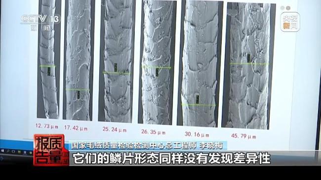 “绵羊绒”竟一根羊绒都没有 市场乱象揭秘