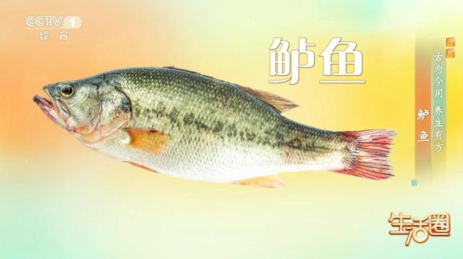 秋季吃鲈鱼有何好处