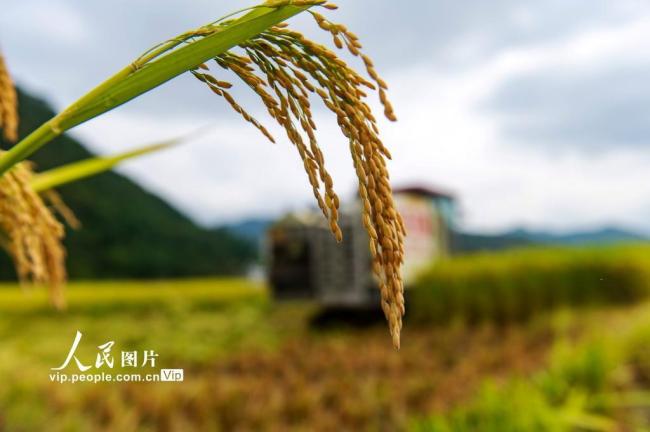 贵州从江：抢收稻谷保归仓