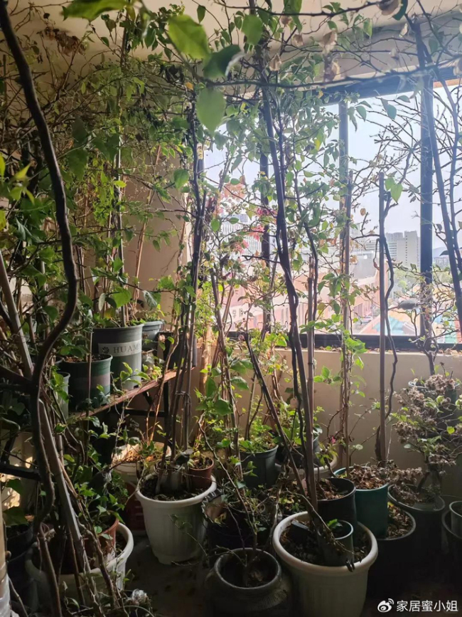 浙江一29岁太太，因“三角梅盘丝洞”而走红，那叫一个壮观，晒晒 养花尽头的美
