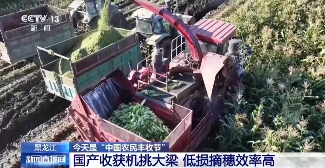 秸秆变饲料一地双收 小小鲜食玉米撑起增收大产业