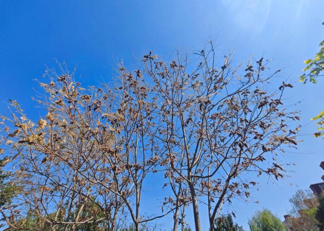 为什么今年北京的毛毛虫“存在感”这么强？雨多是原因之一 美国白蛾周期性高位